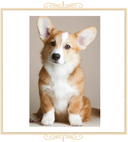 Young Corgi Greeting Card (QM16)