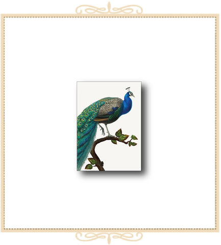 Peacock Mini Enclosure Card 2.5" x 3.5" (MI-PEA)