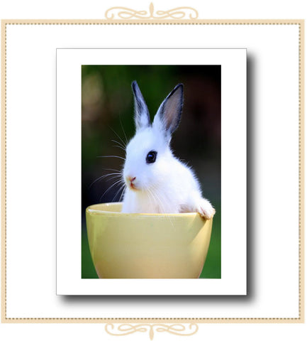 Bunny in a Teacup Greeting Card (QM45)