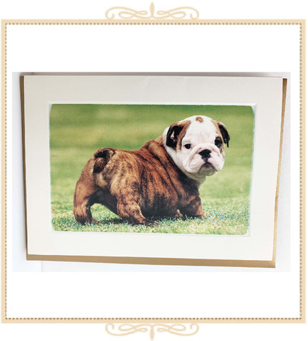 Bulldog Puppy Greeting Card (QM4)
